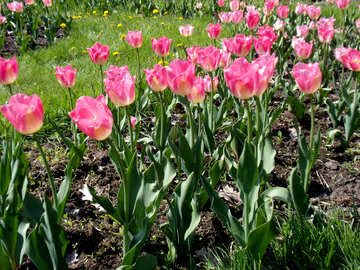 Tulipanes en césped
