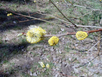 Willow Blüten №12241
