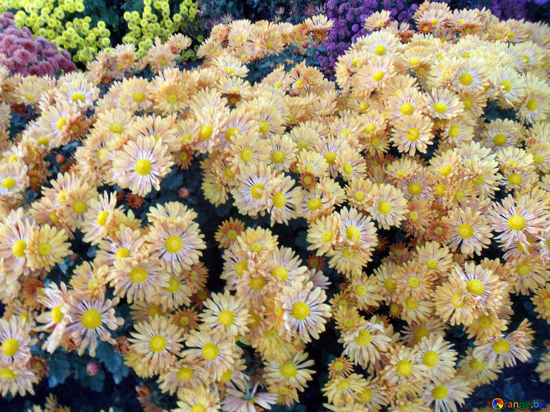 Chrysanthemums №12974