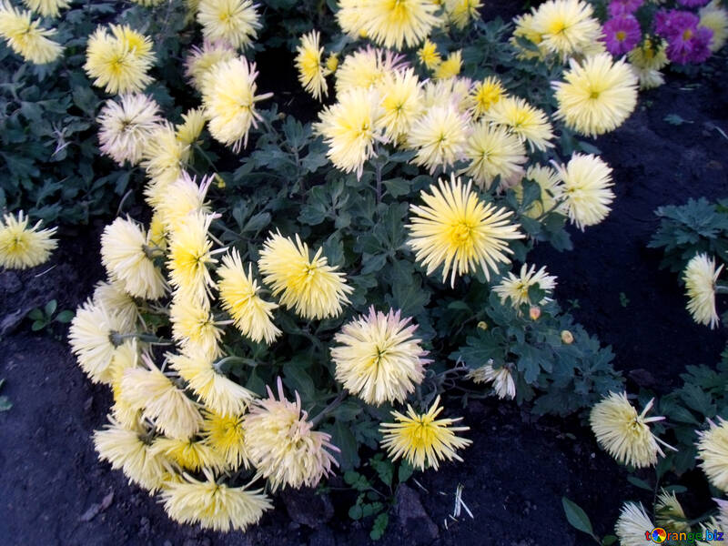 Chrysanthemums №12993