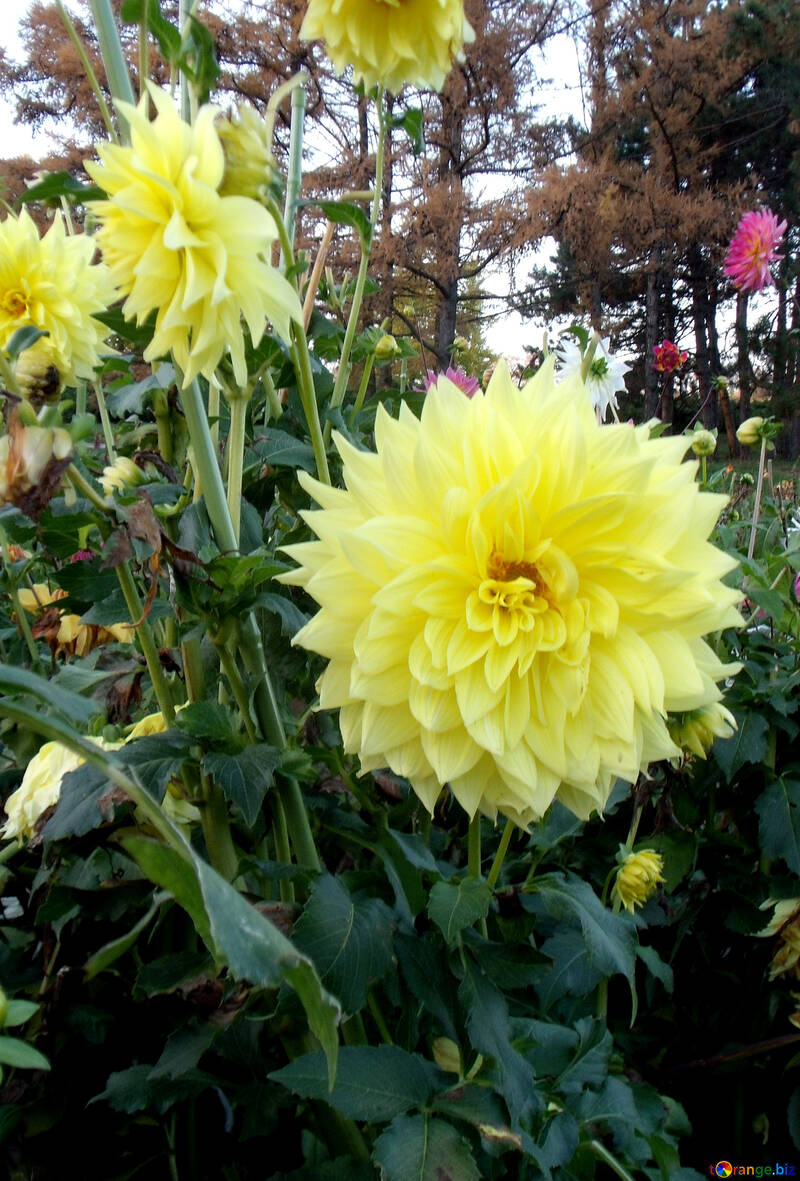 Dahlia in pine forest №12991