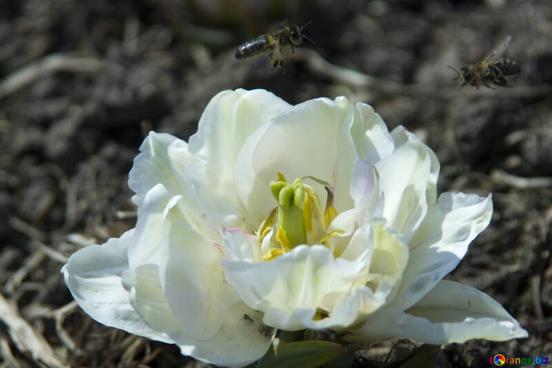 Бджоли над квіткою №12893