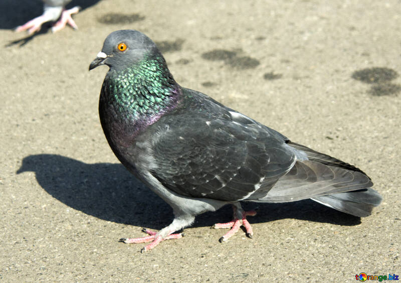 Pigeon №12863