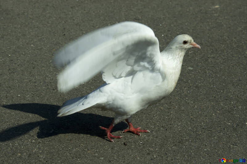 Білий голуб махає крилами №12827