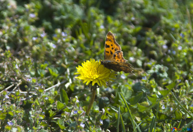 Butterfly on flower №12842