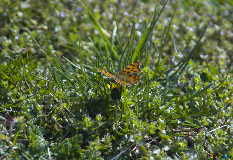 草の上の蝶します。 №12885