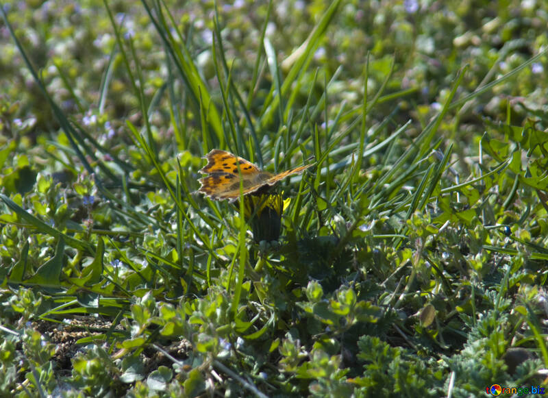Mariposa naranja sobre hierba №12878