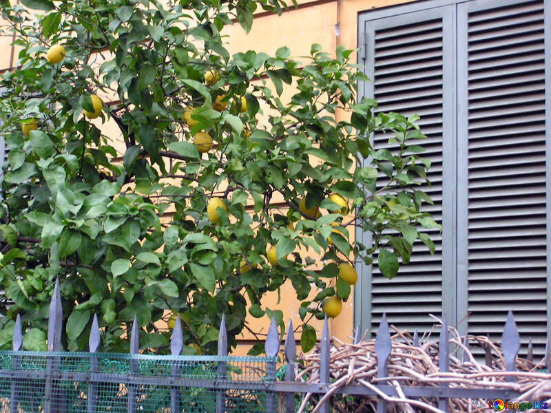 Lemon Tree №12305