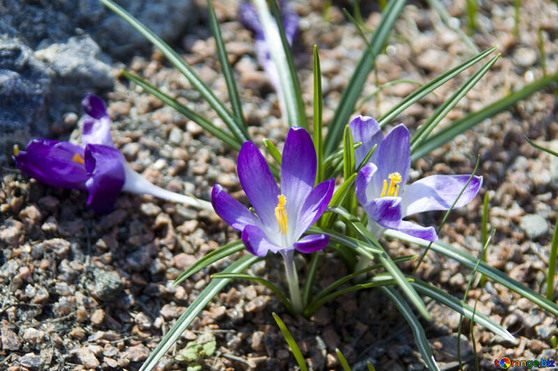 Crocuses №12901