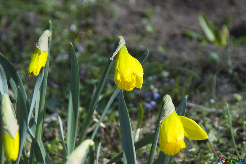Daffodils №12896
