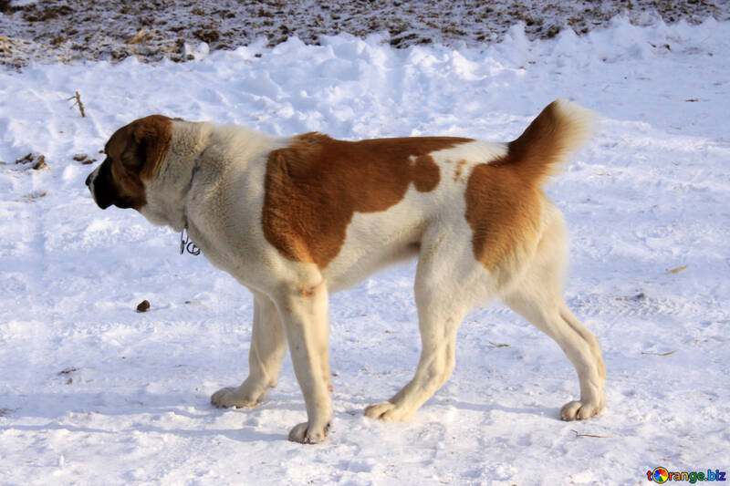 Пухнаста собака і сніг №12228