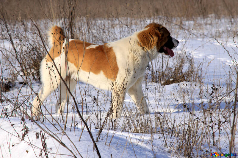 Dog in winter №12227