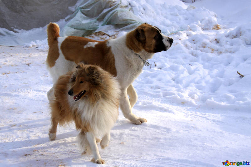 Cani nella neve №12231
