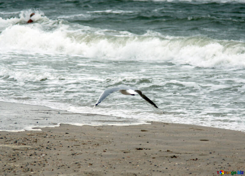 Seagull over waves №12722