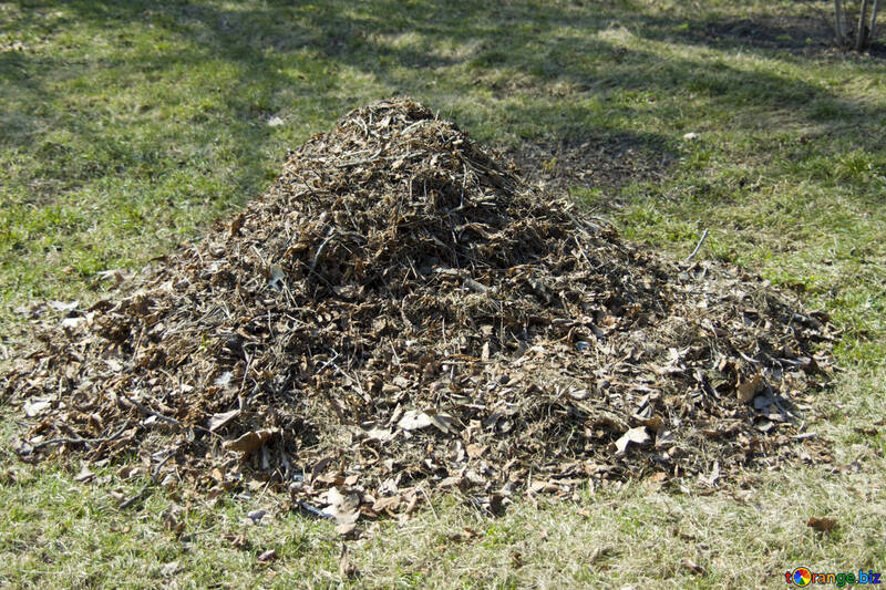 A pile of leaves №12866