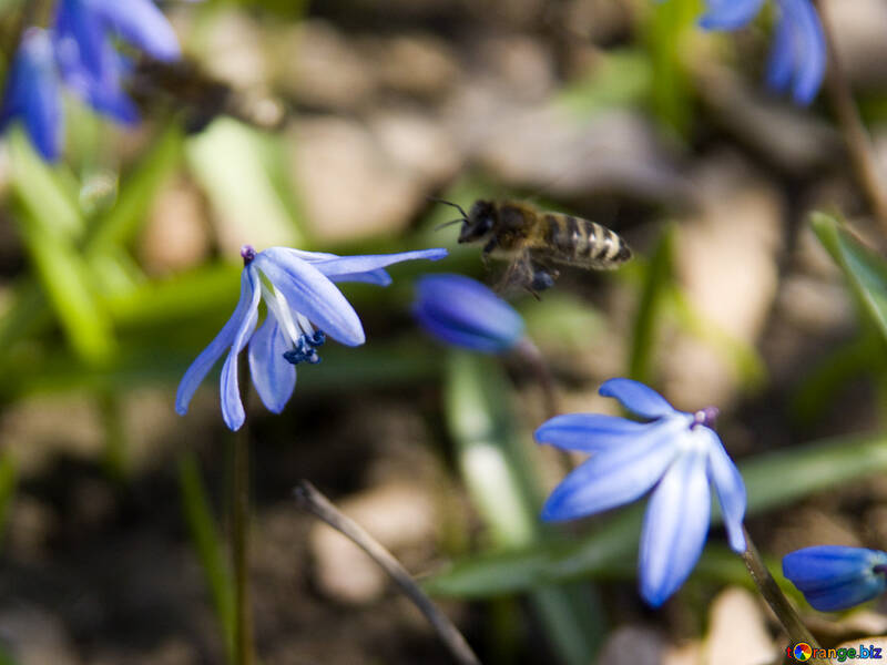 Bee flies to flower №12769