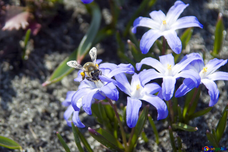 Bee on flower №12781