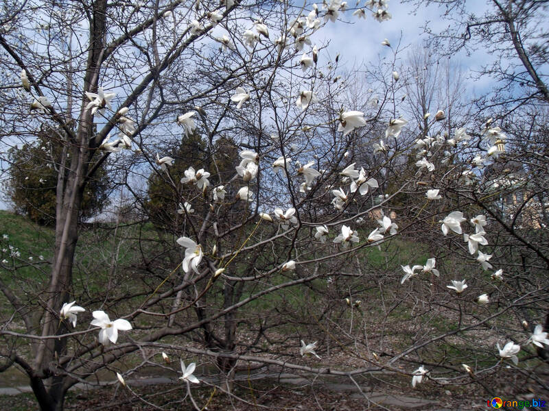 Las primeras flores de magnolia №12236