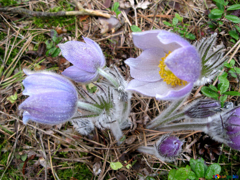 Officinalis-Blume №12649