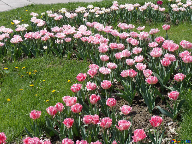 Muster von Tulpen auf Rasen №12912