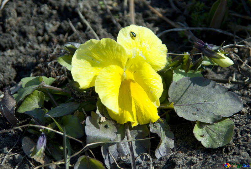 Жовтий ранній квітка №12845