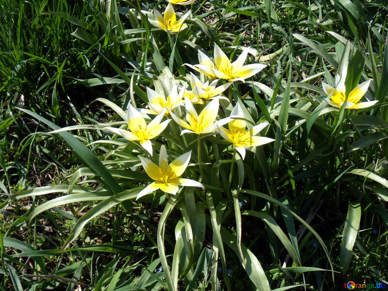 Flor de primavera amarillo №12927