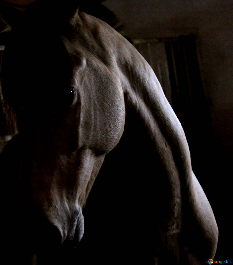 暗闇の中で馬 №12810