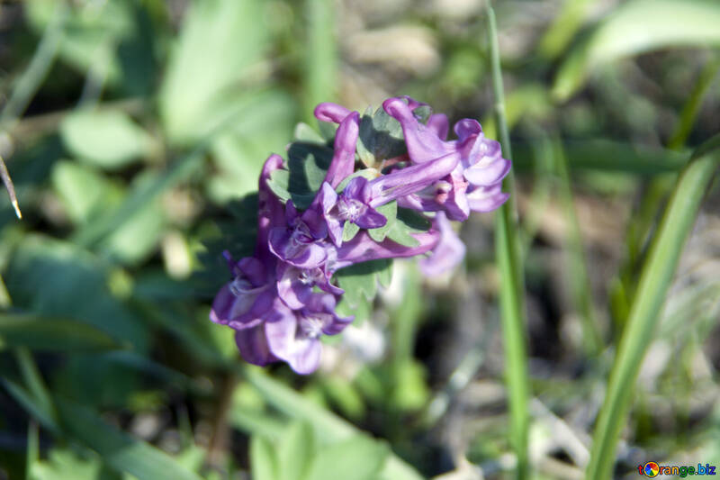 Hyacinth Field №12899
