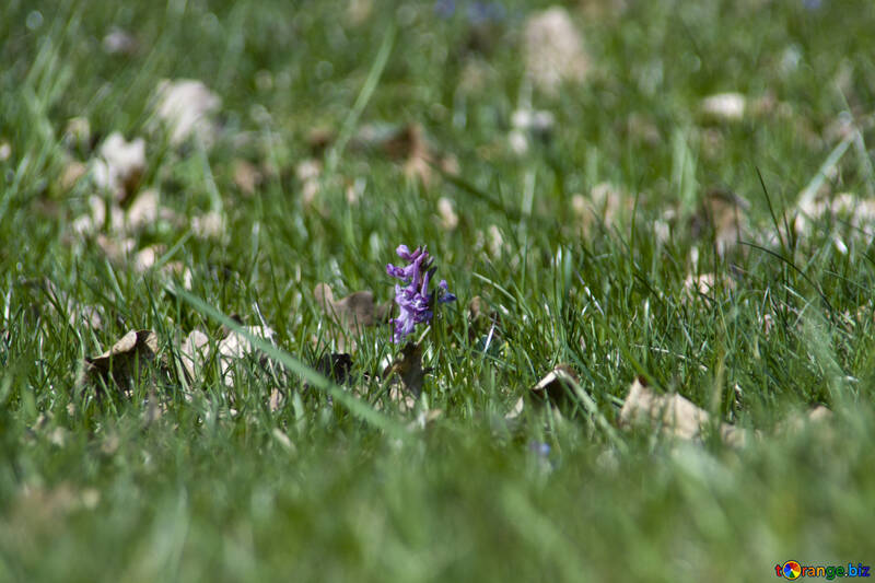 Мишачий гіацинт в траві №12754