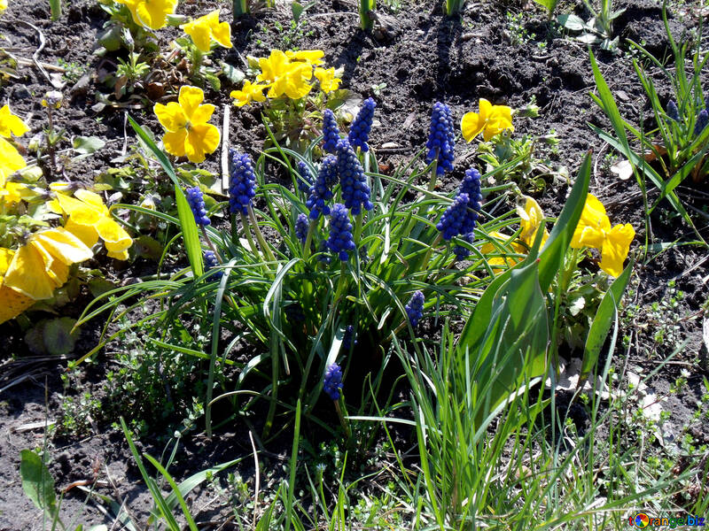 Hyacinths in the flower bed №12907