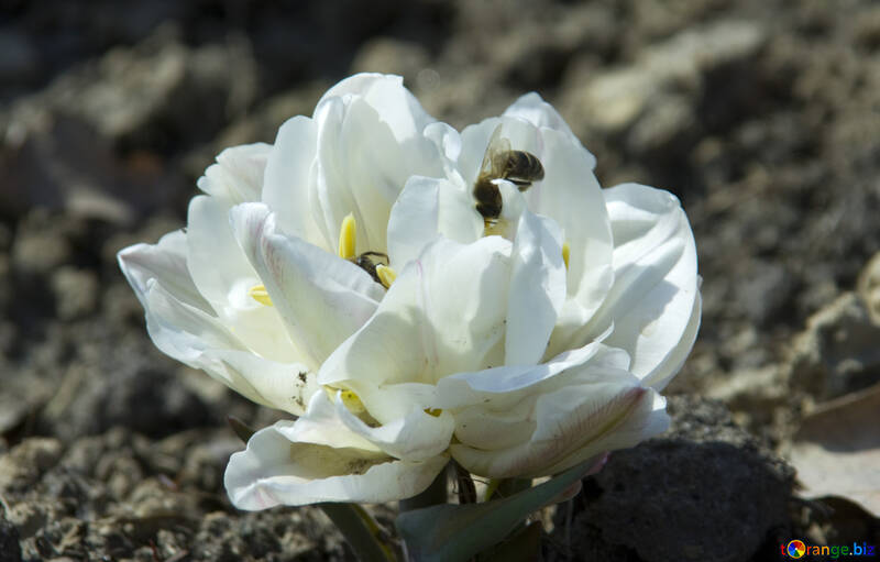 花の蜂 №12843