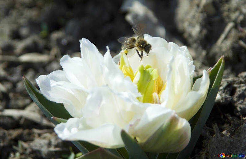 Бджола на квітці №12846