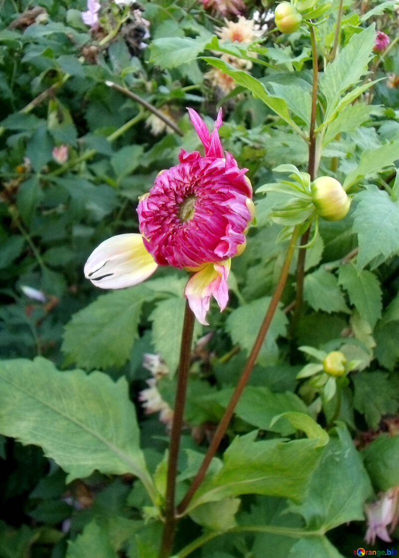 Herbst Blütenknospe №12959