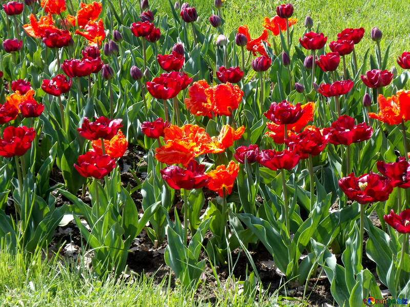 Tulipani rossi №12940