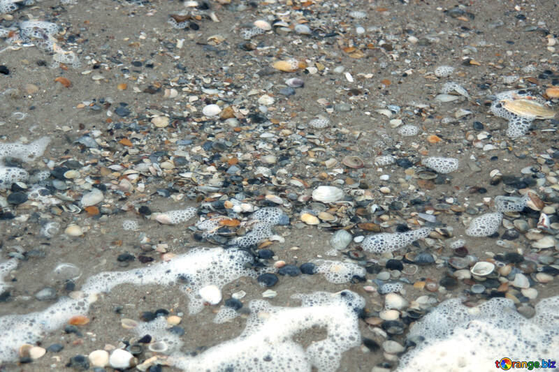 Conchiglie rotte sulla spiaggia №12725