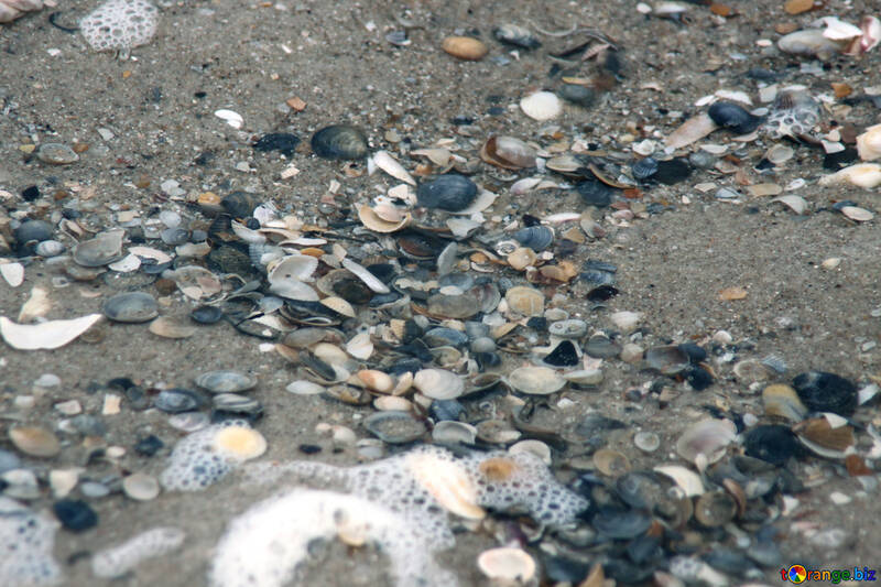 Shells in the surf №12699