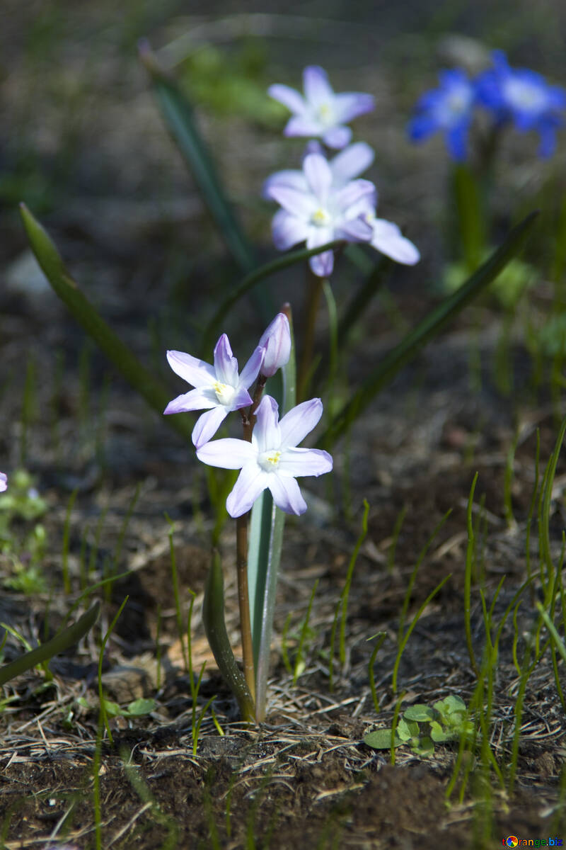 春の花 №12807