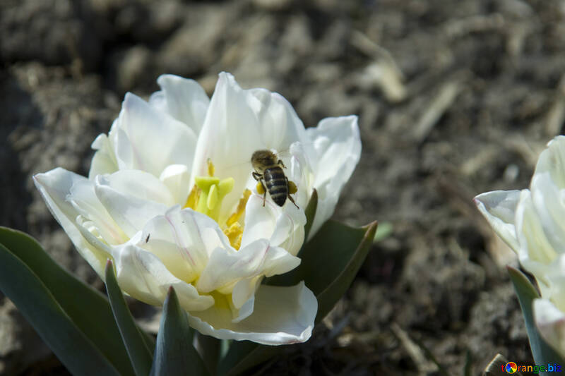 Una abeja en tulipán №12870
