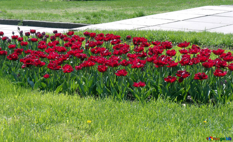 Cama de flores de tulipanes rojos №12930
