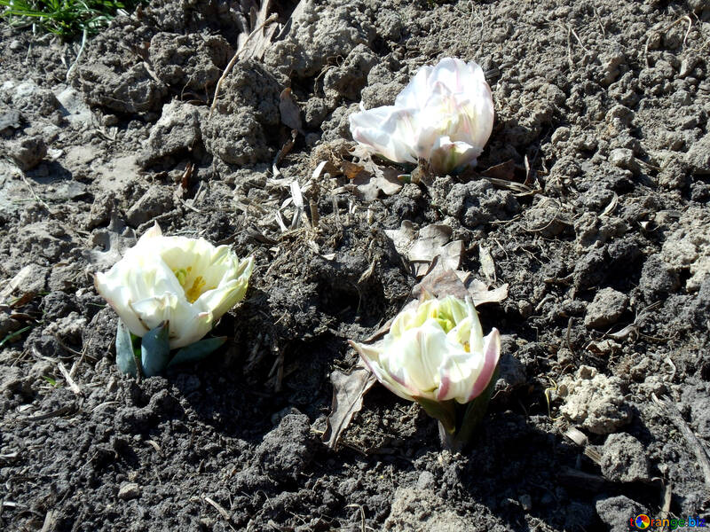 Tulip sprouts №12213