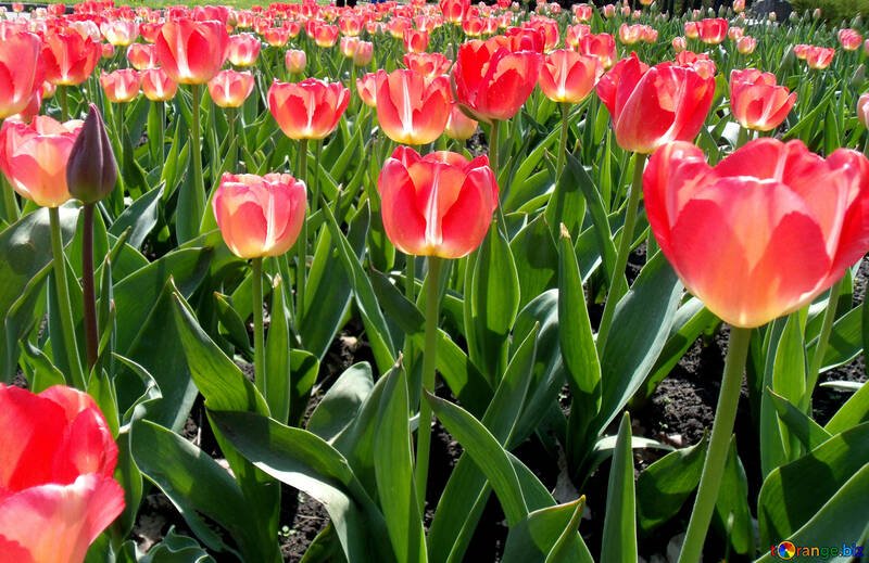 Sea of ​​tulips №12928