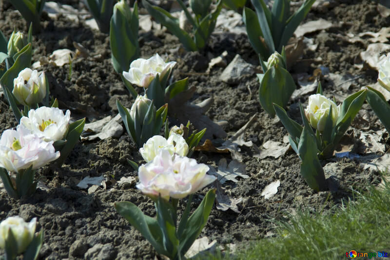 Tulipes №12864