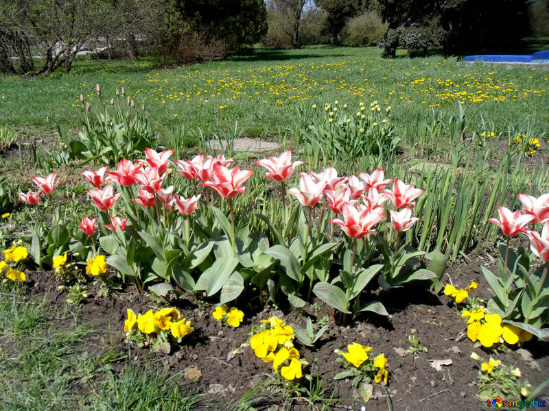 Cama de flores de tulipanes №12929