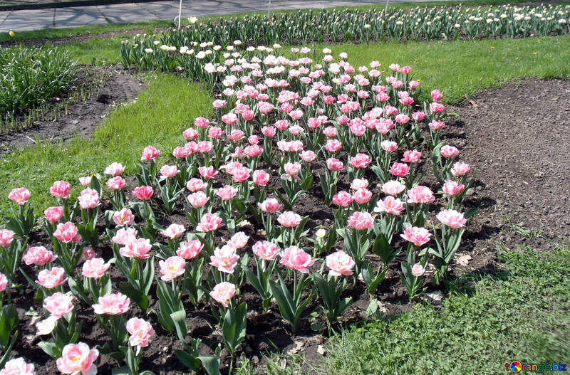 Tulipanes en el jardín №12921