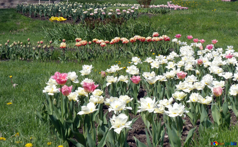 Patrón de tulipanes №12908