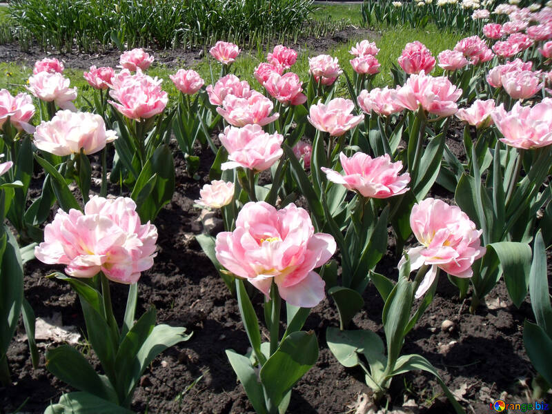 Pink double tulips №12911