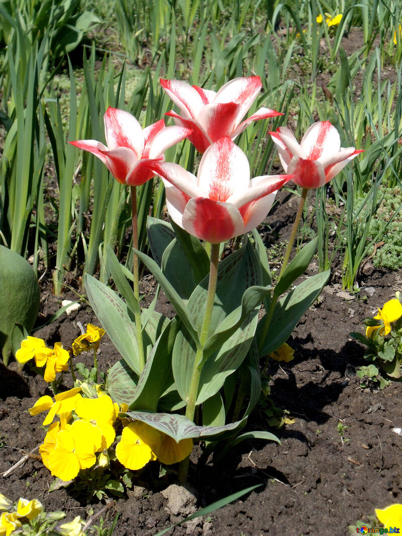 Printemps tulipes №12945