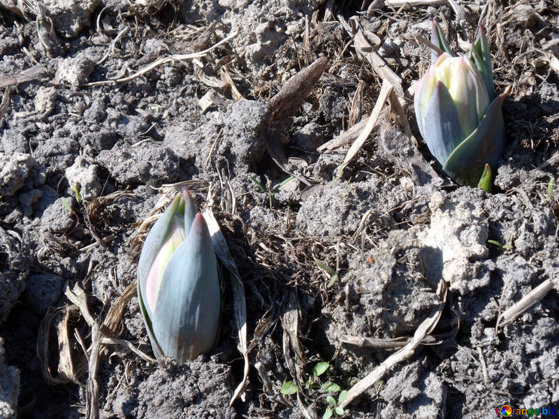 Tulips in the ground №12208