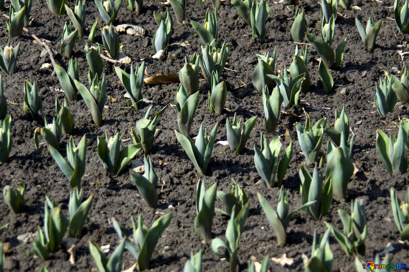 Sprouted tulips №12745
