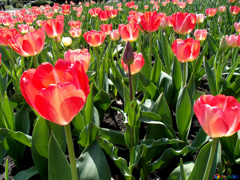 Nombreuses tulipes №12943